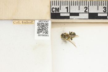 Media type: image;   Entomology 790561 Aspect: Labels